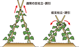 低い支柱で省力、キュウリの誘引