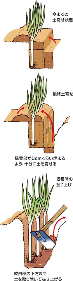 根深ネギ、最後の土寄せと収穫