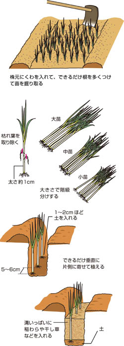 根深ネギの植えつけのコツ