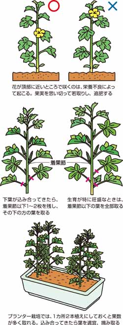 花も実もあるオクラ、育て方のコツ