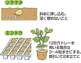 ソラマメとエンドウの種まき