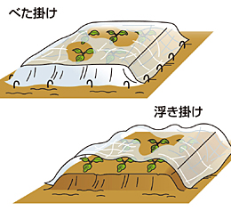 夏野菜の生育を守るべた掛け資材