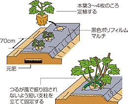 人気高まるズッキーニ