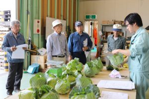 春キャベツの目ぞろえ会／JA愛知北「規格を確認する組合員」1