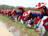 第126回愛知県農業祭献穀事業　お田植祭を行いました