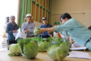 春キャベツの目ぞろえ会／JA愛知北「規格を確認する組合員