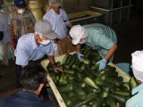 「漬瓜部会」かりもり出荷開始　大口町