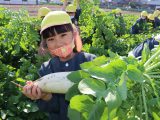 布袋西保育園の園児がダイコンの収穫体験を行いました