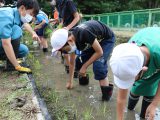 草井小学校ビオトープで田植え体験を行いました