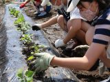 犬山市子ども大学　第1講座「サツマイモの苗植え」