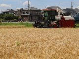 「六条大麦」産地大口町・扶桑町で収穫ピーク