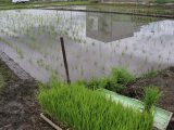 親子でもち米の田植え体験 開催