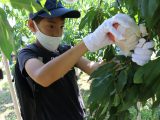 「Let‘sチャレンジ！親子農業体験」第3回目桃の収穫体験