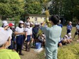 草井小学校　稲刈り体験