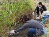 親子でもち米の稲刈り体験